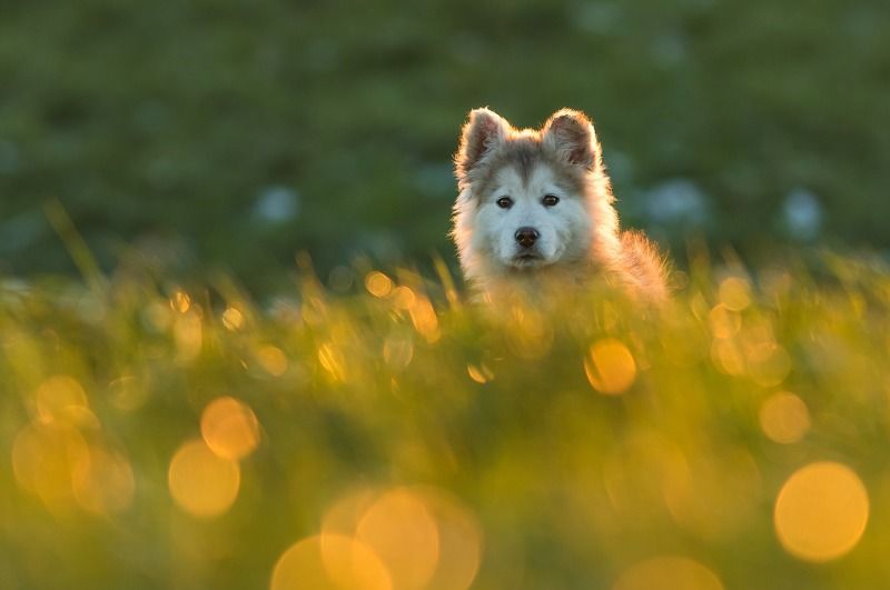 Nico фото превью