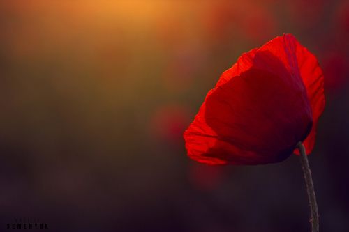 О крымских маках.