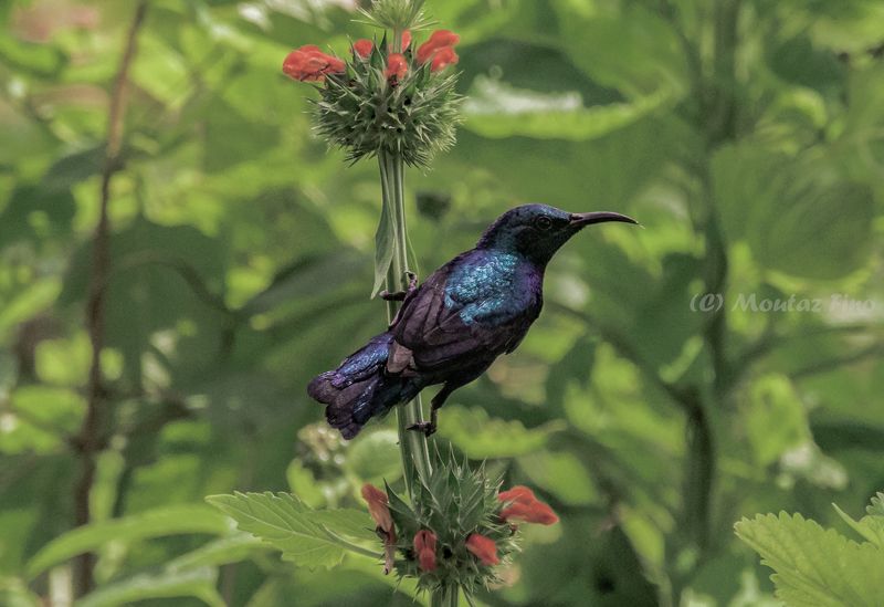 birds  Purple Sunbird фото превью