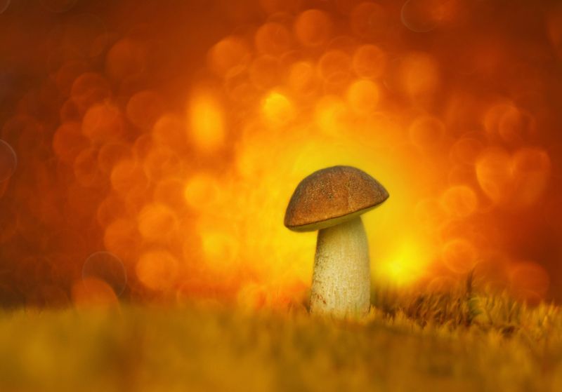 В огне заката фото превью