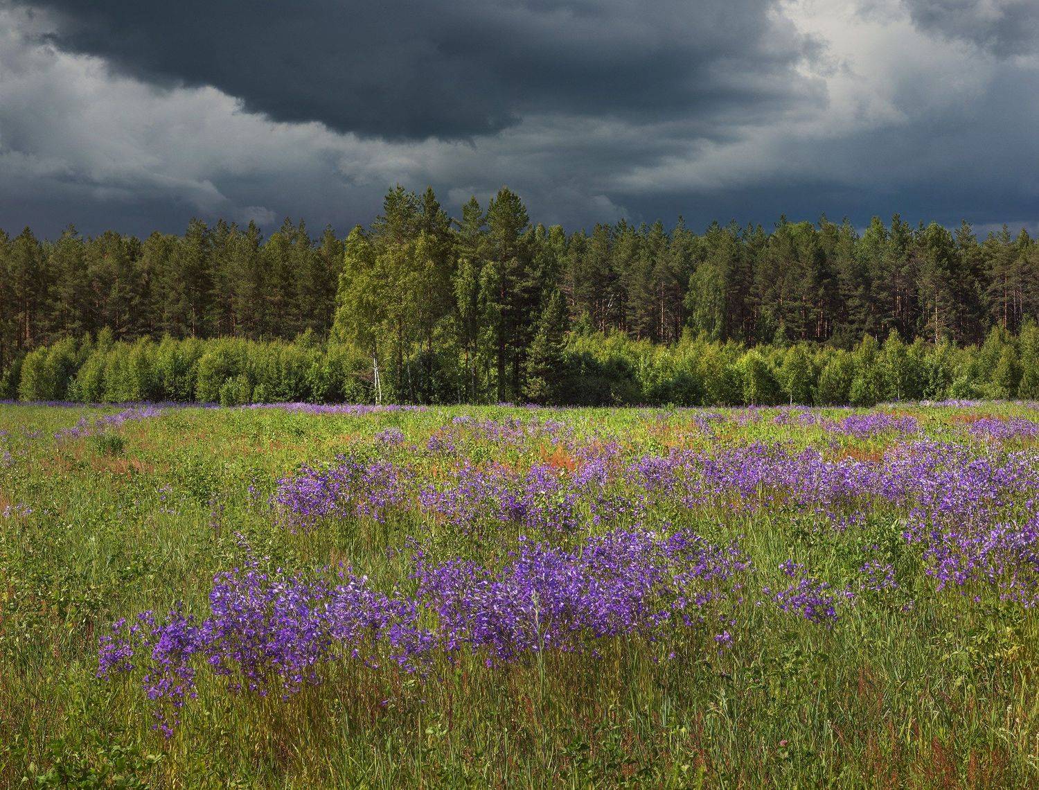 Лето, поле, лес, цветы, Владимир Рябков