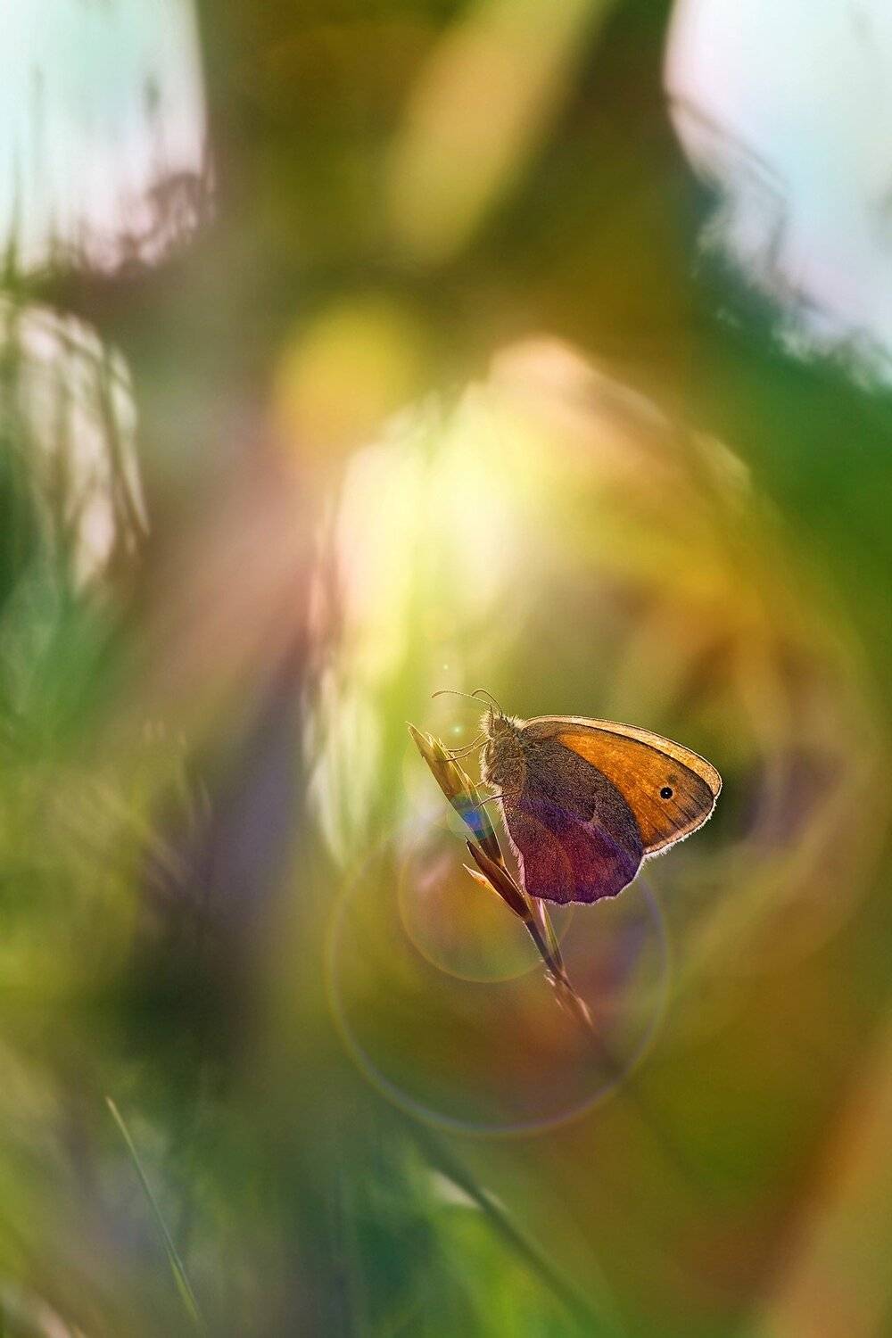 бабочка, трава, солнце, блики, лучи, Юрий Котов