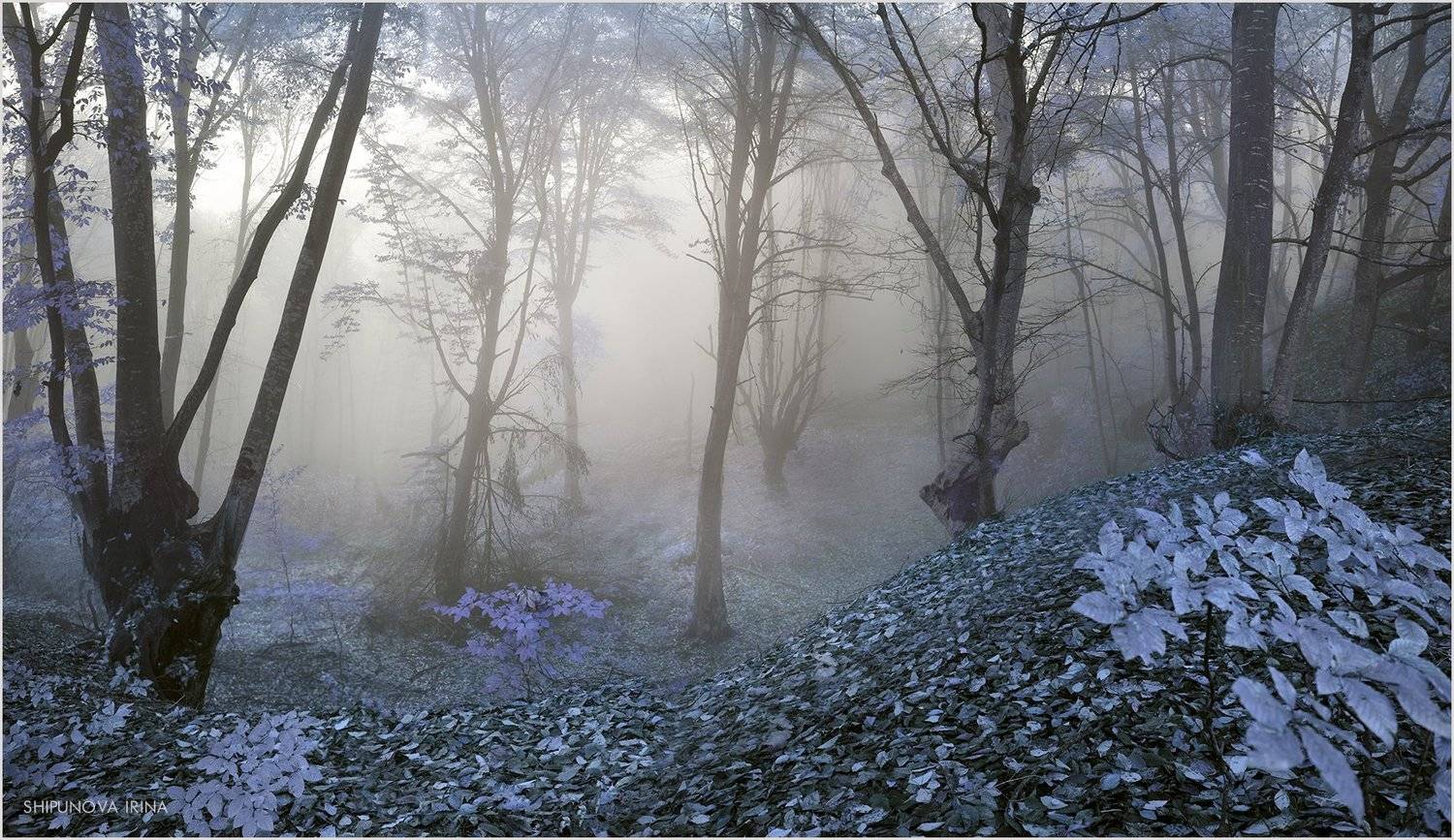 , Шипунова Ирина