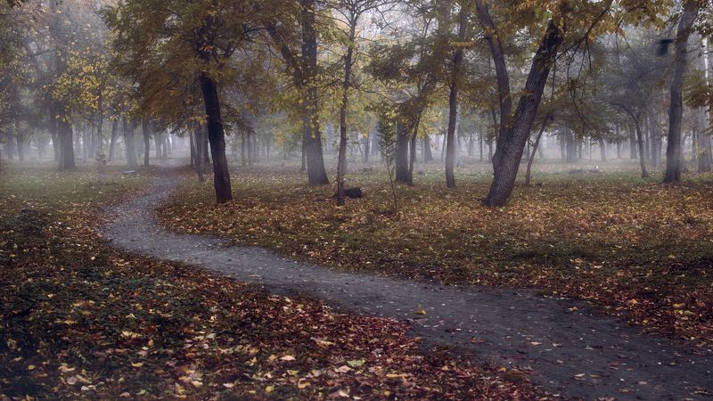 утро, лес, парк, дорога, никон Утром в парке фото превью