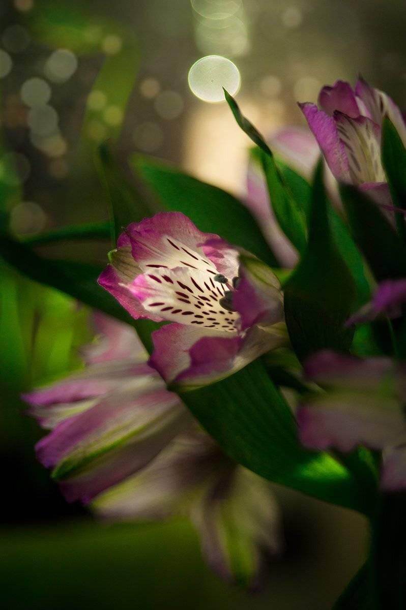 , Чернякова Анна