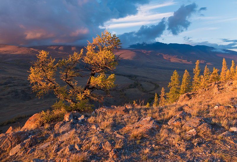 золотой, вечер, закат, лиственницы, горы, алтай, курай Pro золото Курая фото превью