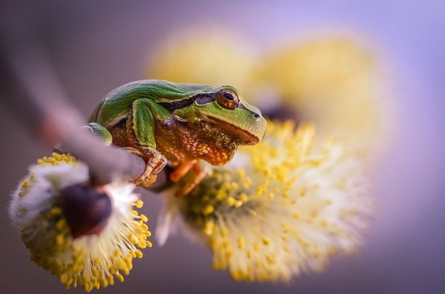 , Вячеслав Мищенко