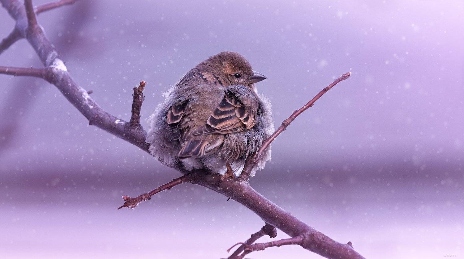 природа, лес, животные, птицы, Дмитрий Посевич