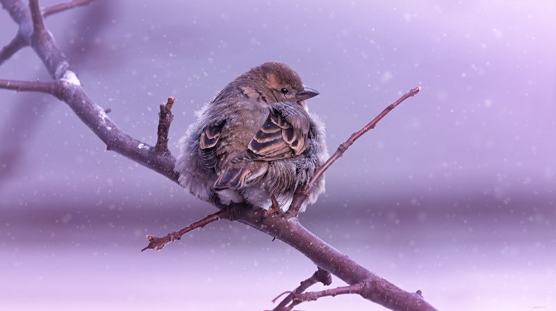 ... скоро весна ? :) фото превью