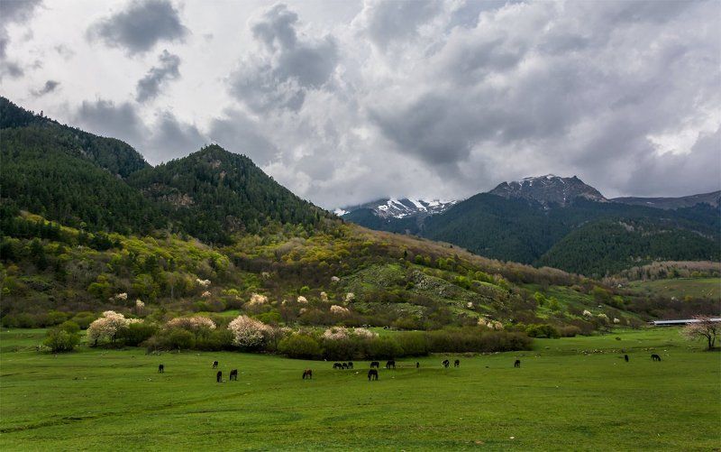 весна, горы, животные, кавказ, лошади, небо, панорама, пейзаж, природа, северный кавказ *** фото превью