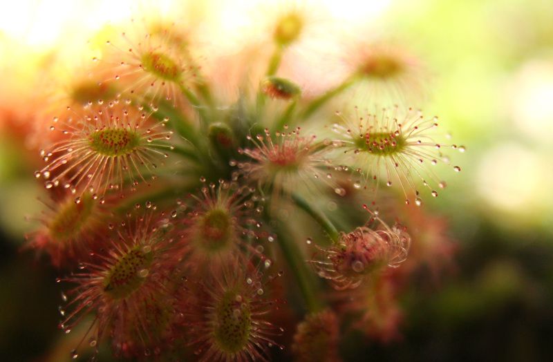 Росянка. фото превью