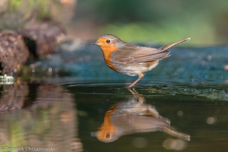 European Robin, Erithacus rubecula, Rudzik, ptaki, birds, Dominik Chrzanowski photography, Birder\'s Corner European Robin (Erithacus rubecula) фото превью