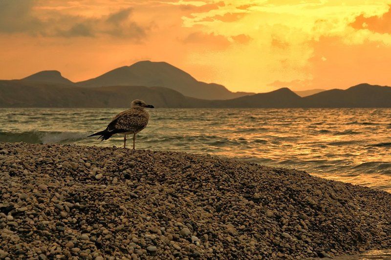 Бакланы, Коктебель, Крым Черноморский баклан фото превью