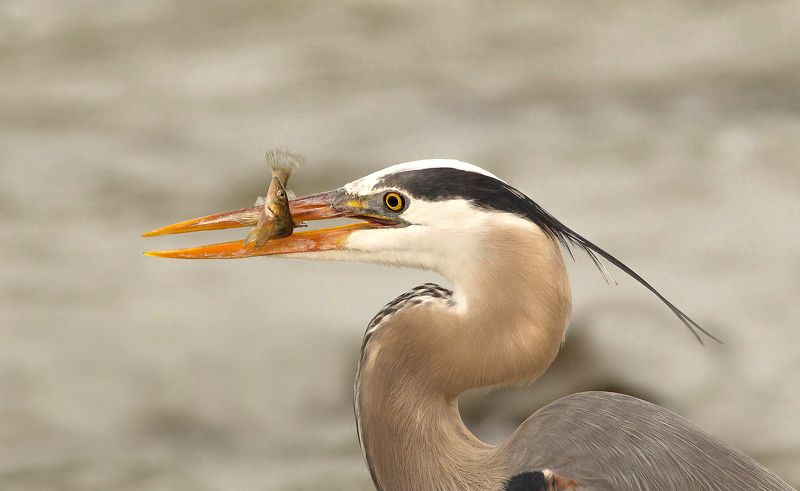 Grand Héron фото превью