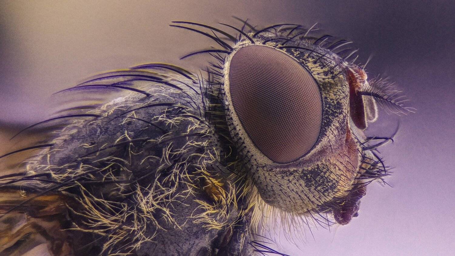ceclii,macro,lgg4, Tsvetan Ganev
