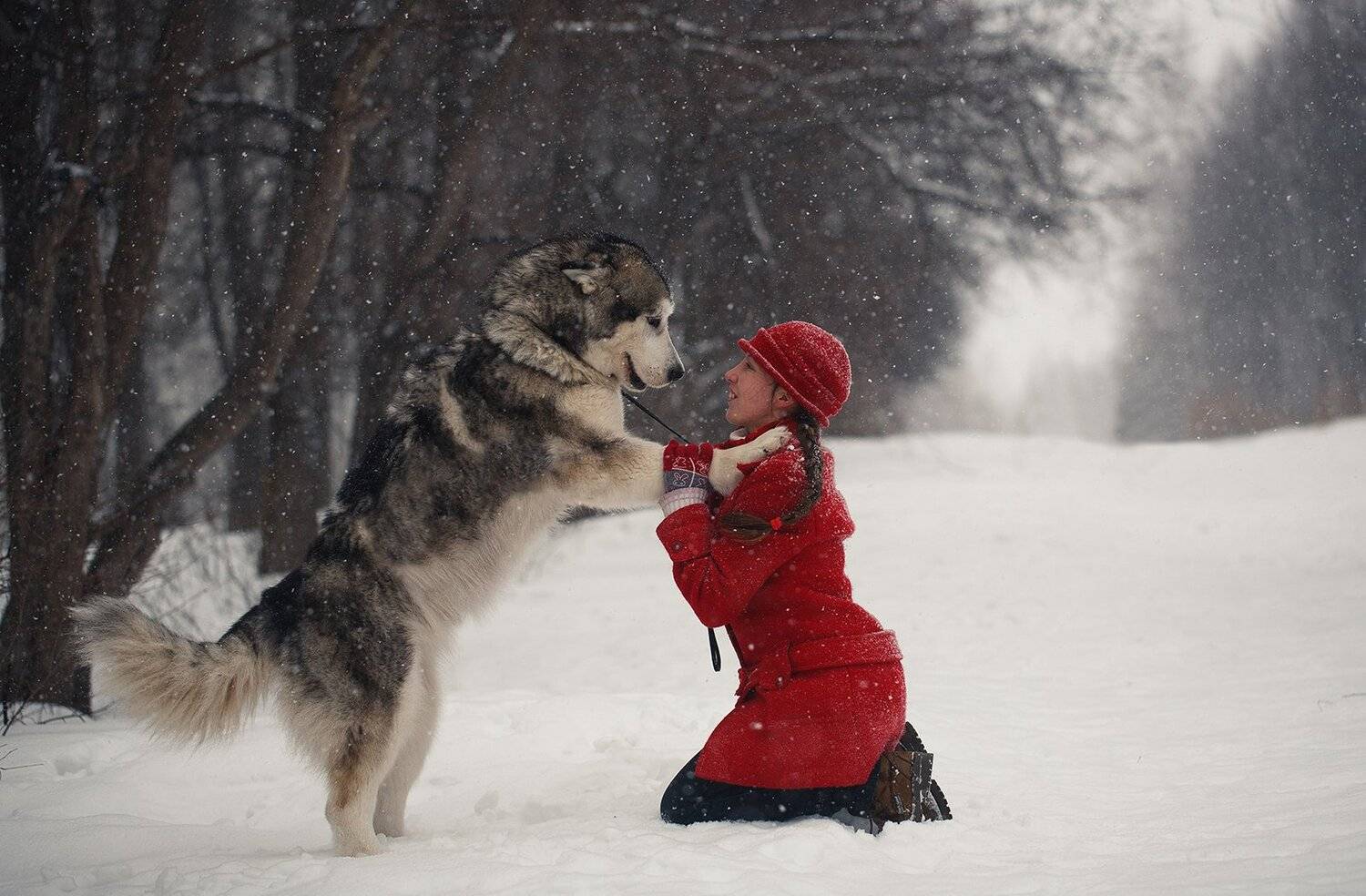 маламут, природа, лес, парк, деревья, снег, зима, девушка, урал, златоуст, Евгений Толкачёв