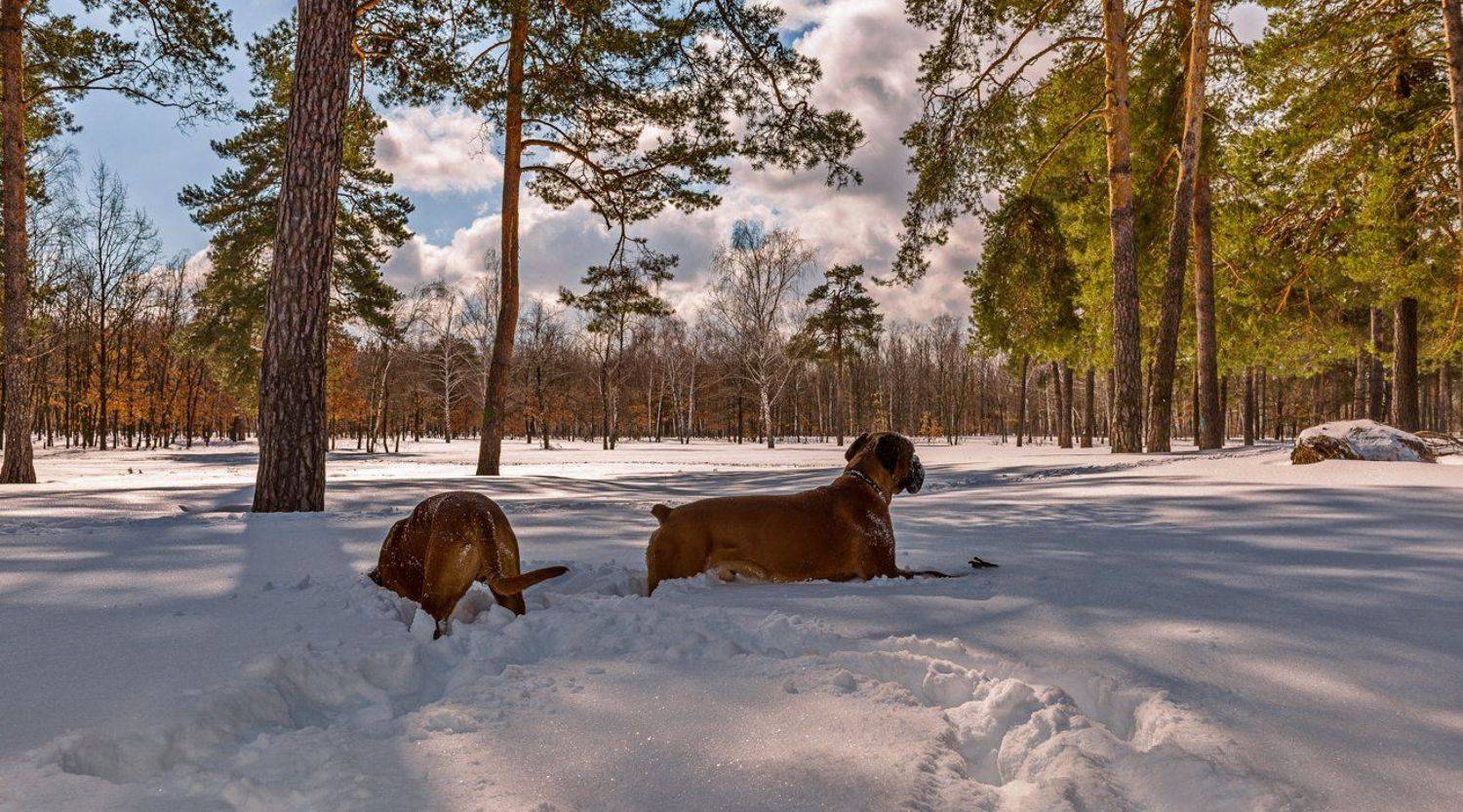 март, снег, лес, собаки, боксёры, Галанзовская Оксана
