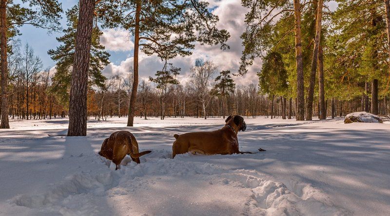 март, снег, лес, собаки, боксёры В поисках подснежников фото превью