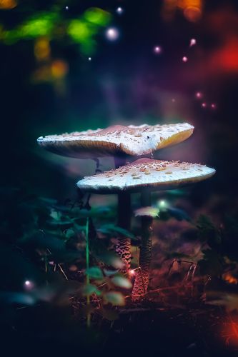 В стране сказок