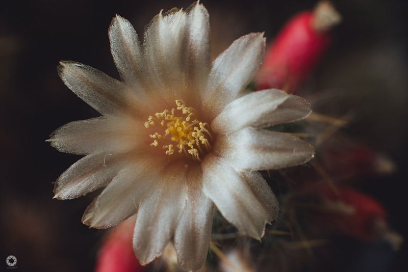 Квітка кактуса фото превью