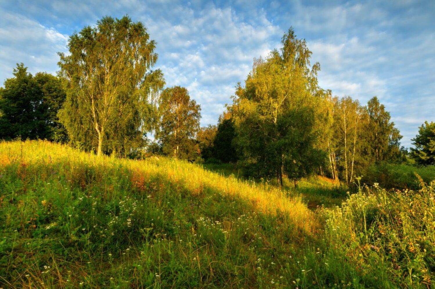 пейзаж,лето,природа,березы,утро,заря,рассвет,облака,свет, Юлия Лаптева