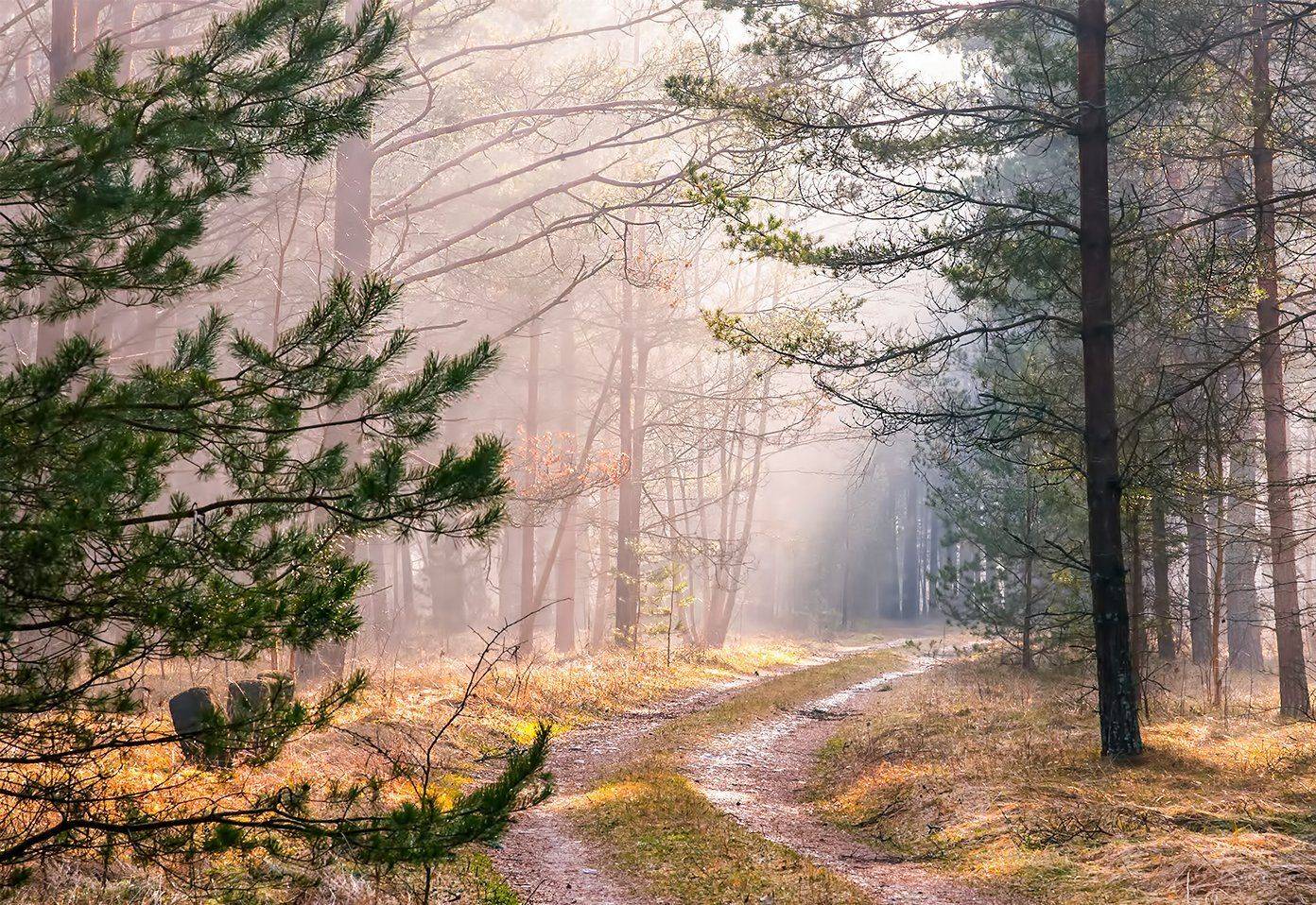 spring,forest,sun rays, Daiva Cirtautė