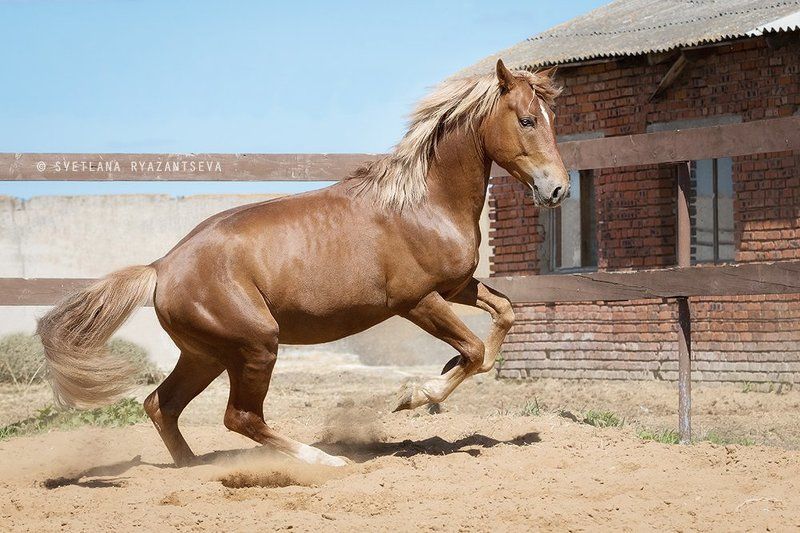 outdoor, dust, horse, stallion, red, rear legs, sand, farm, paddock, motion, bay, play, ranch, animal, rear, лошадь, лошади, свечка, рыжий, жеребец Игра фото превью
