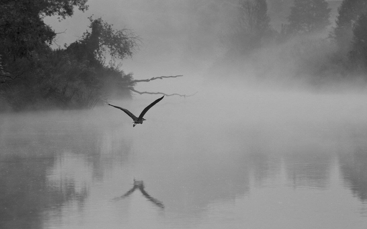 природа птица цапля река упа якшино, Михаил Агеев