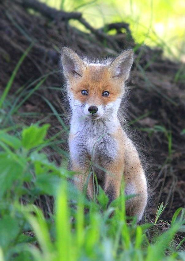 лосиный остров,лисёнок, Михаил Крюков