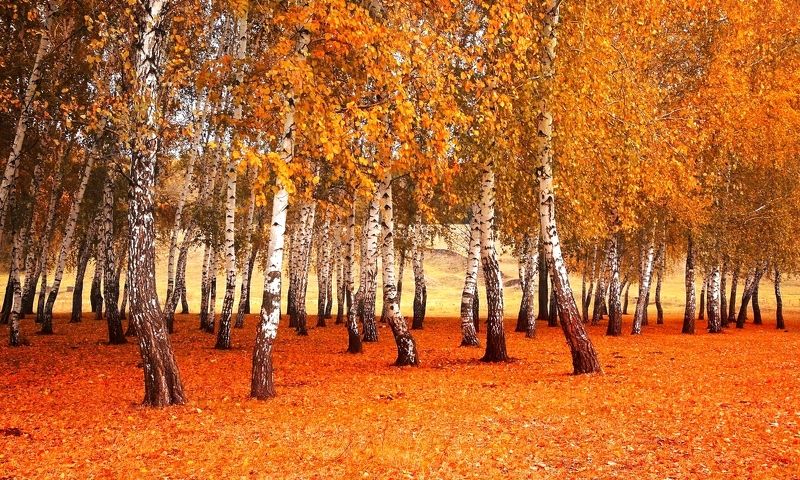 Бал осени фото превью