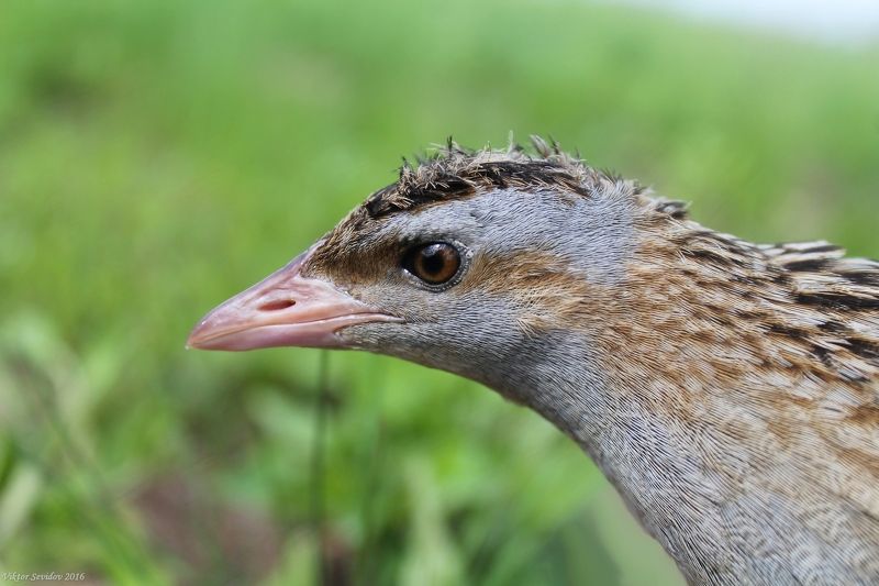 Коростель.(лат. Crex crex) фото превью