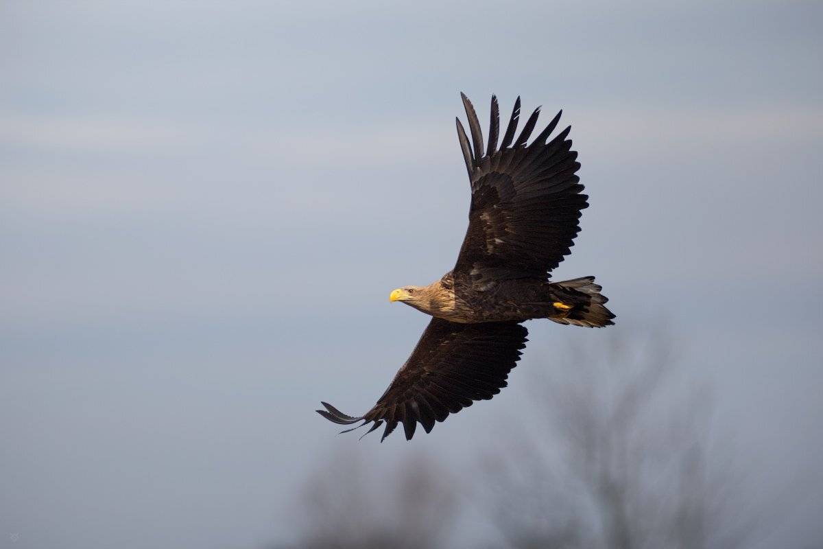 White-tailed eagle, eagle, wildlife, bird, Wojciech Grzanka