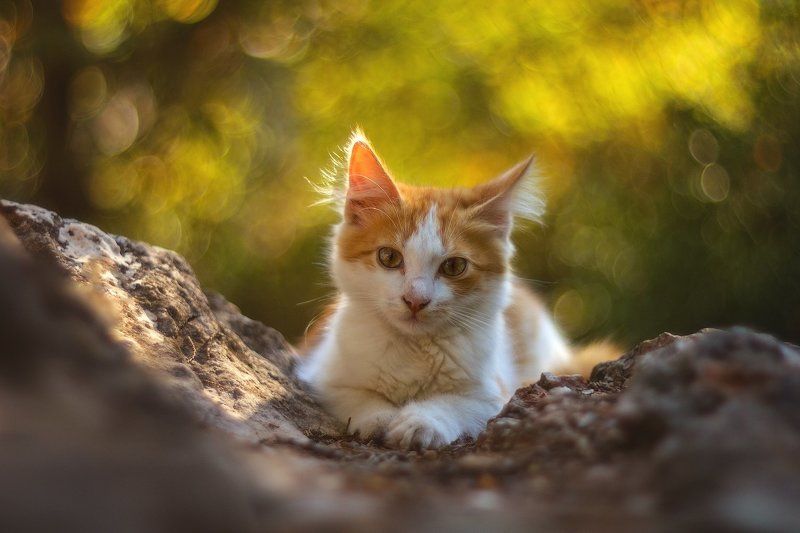 Южнобережная братва фото превью