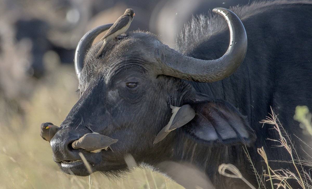 контроль, Александр Маркелов