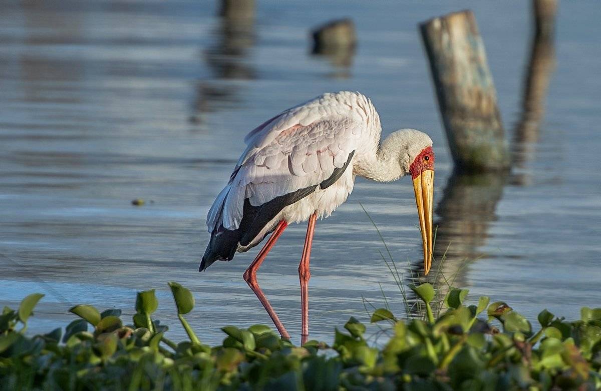 марабу, Александр Маркелов
