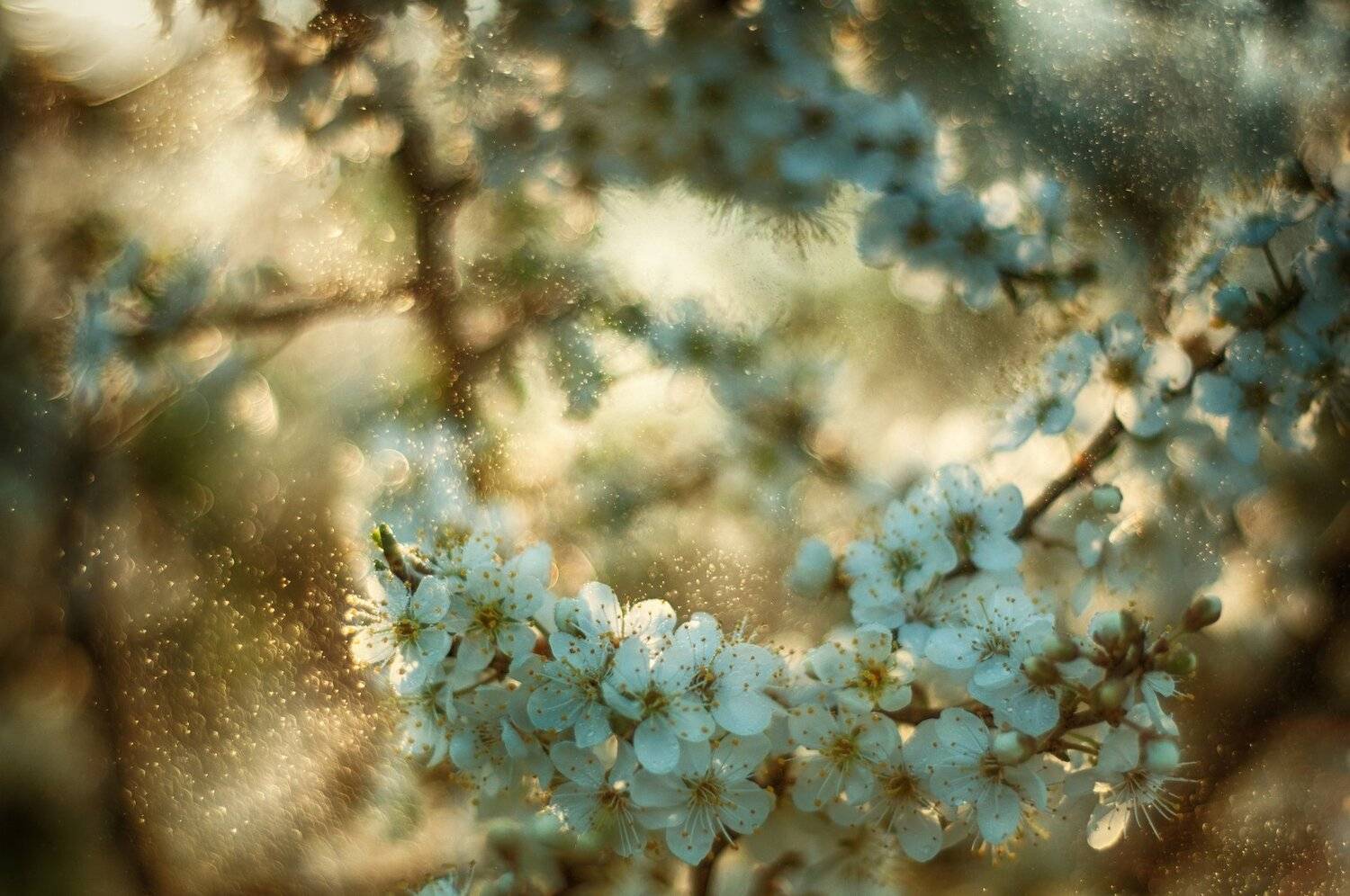 nikon d90,nikor 50/1.8, Tihomir Petkov