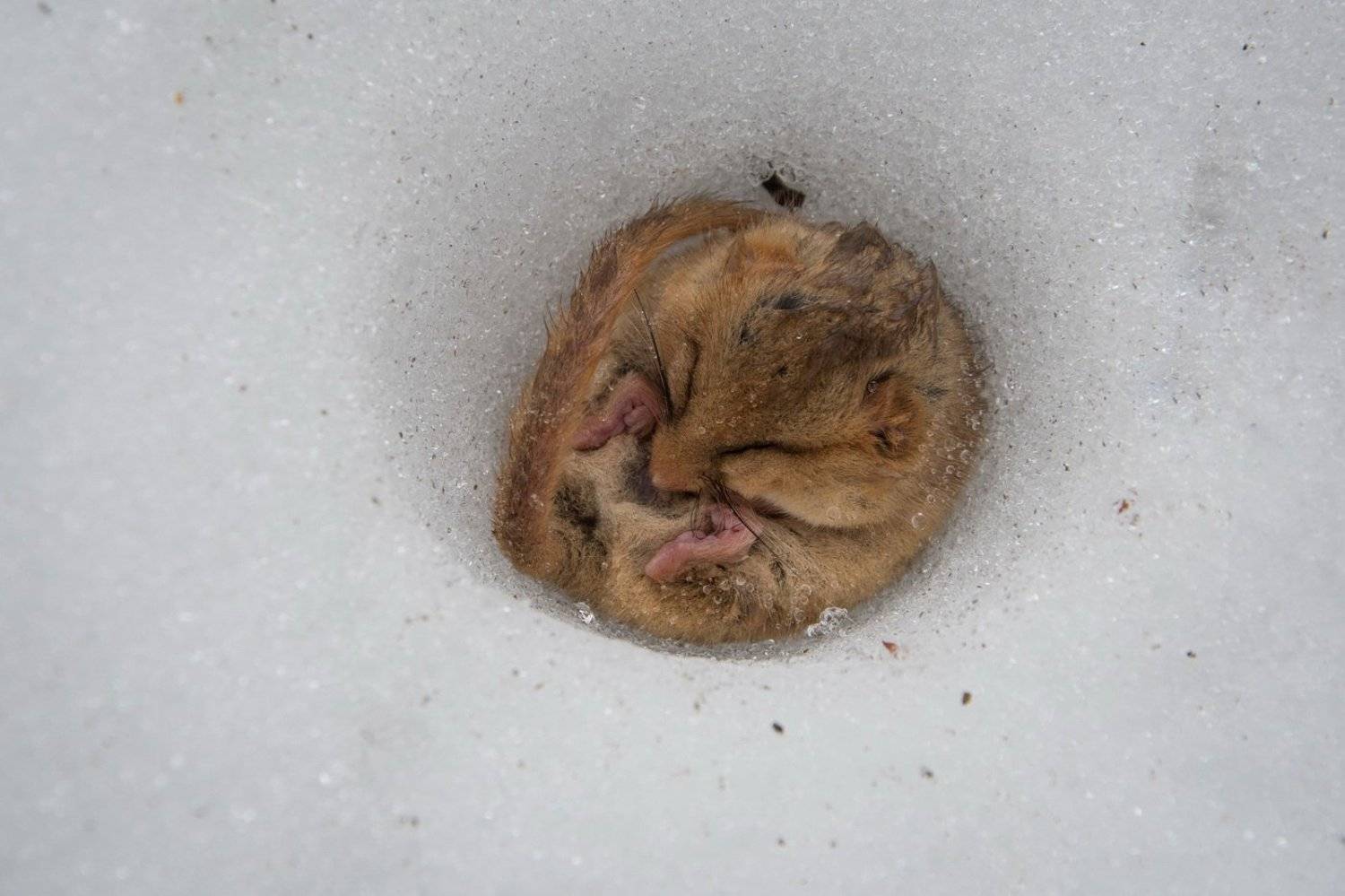 , Дмитрий Вилюнов