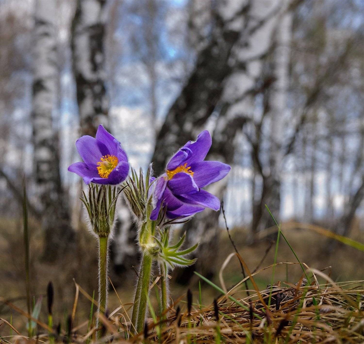 , Анатолий Зверев