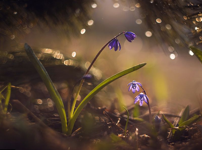Весенний разговор фото превью