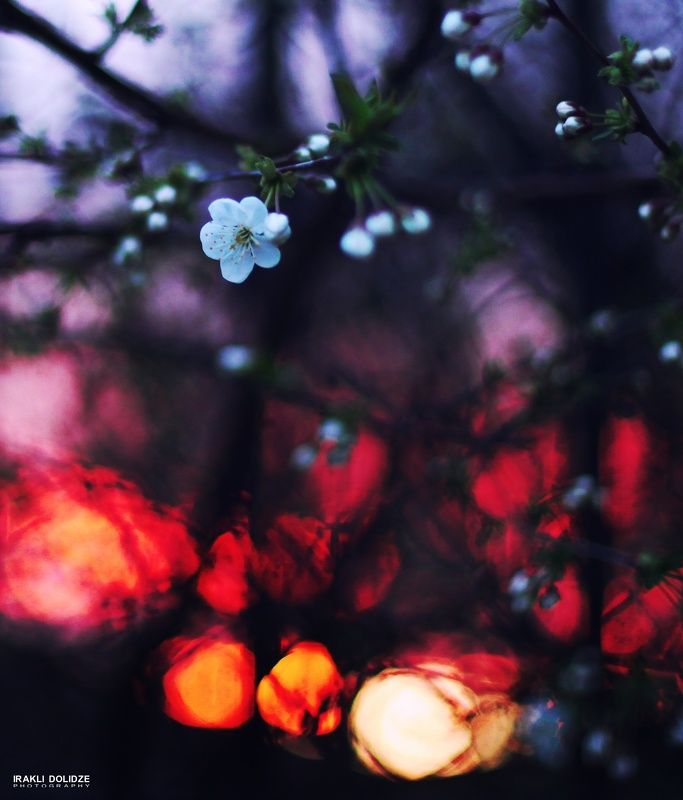 spring, macro, canon, 50mmf1.4, bokeh, fire, colored, Welcome back Spring фото превью