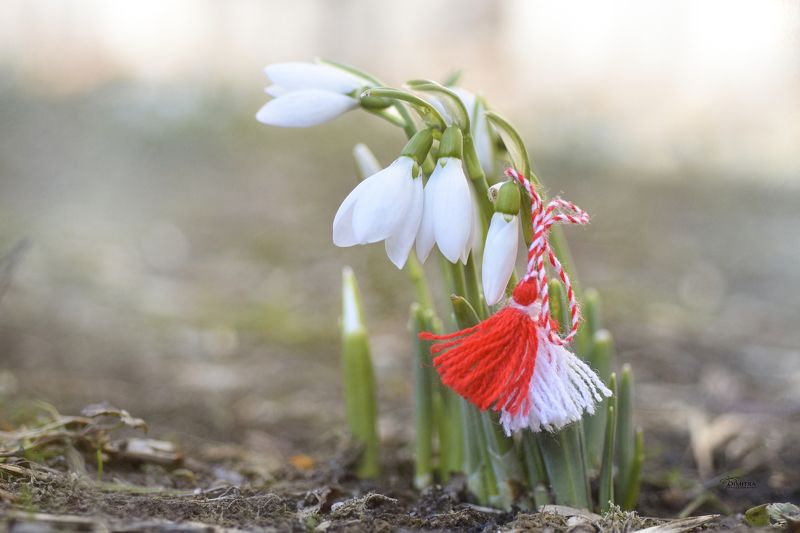 Мартеници - белые и красные фото превью