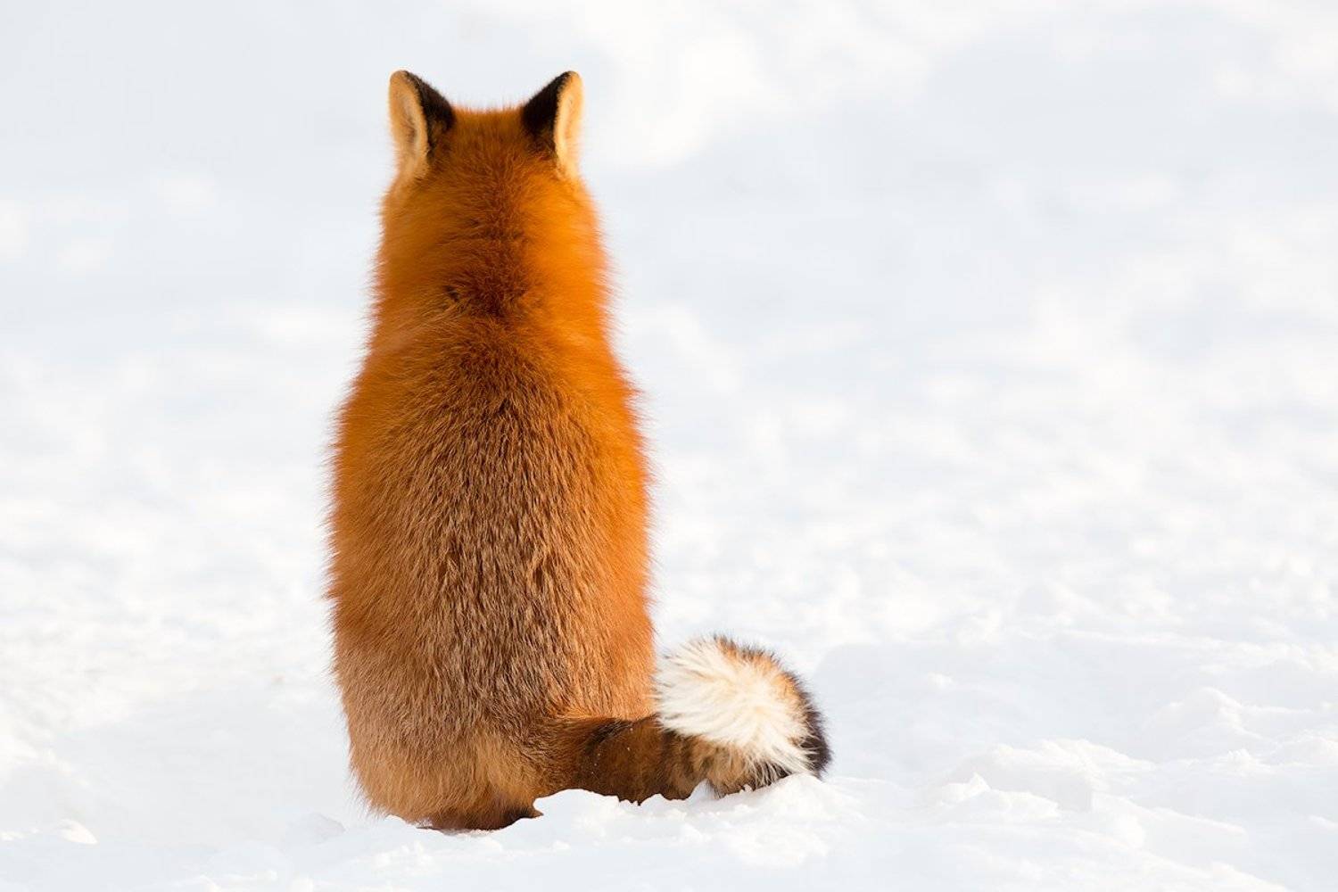 камчатка, лиса, зима, природа, животные, , Денис Будьков