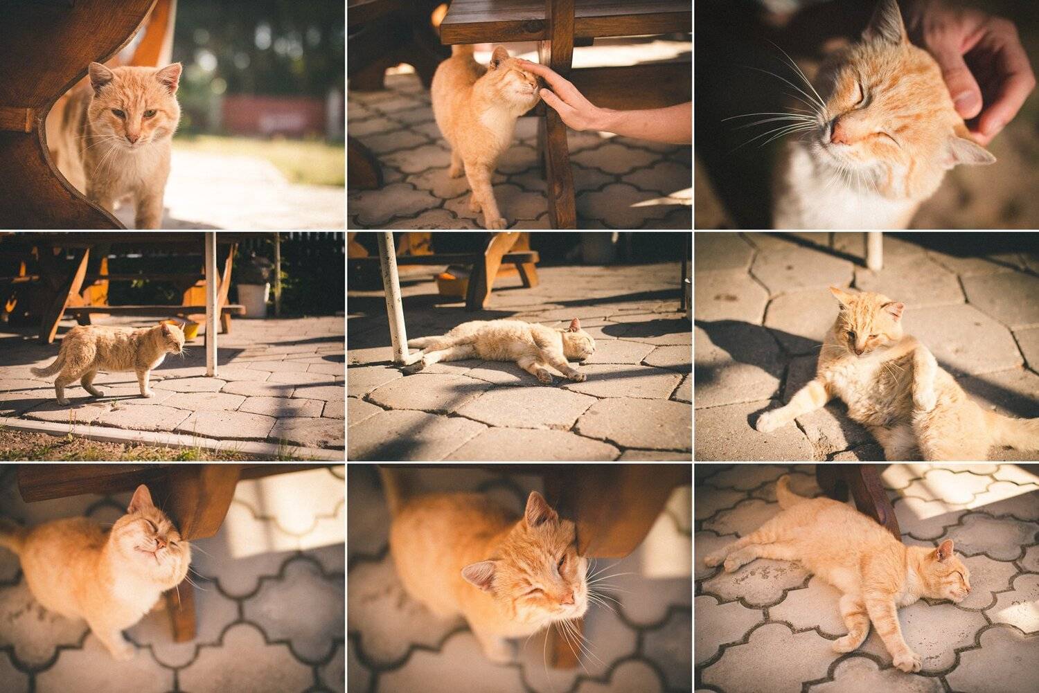 , Сибас Татьяна