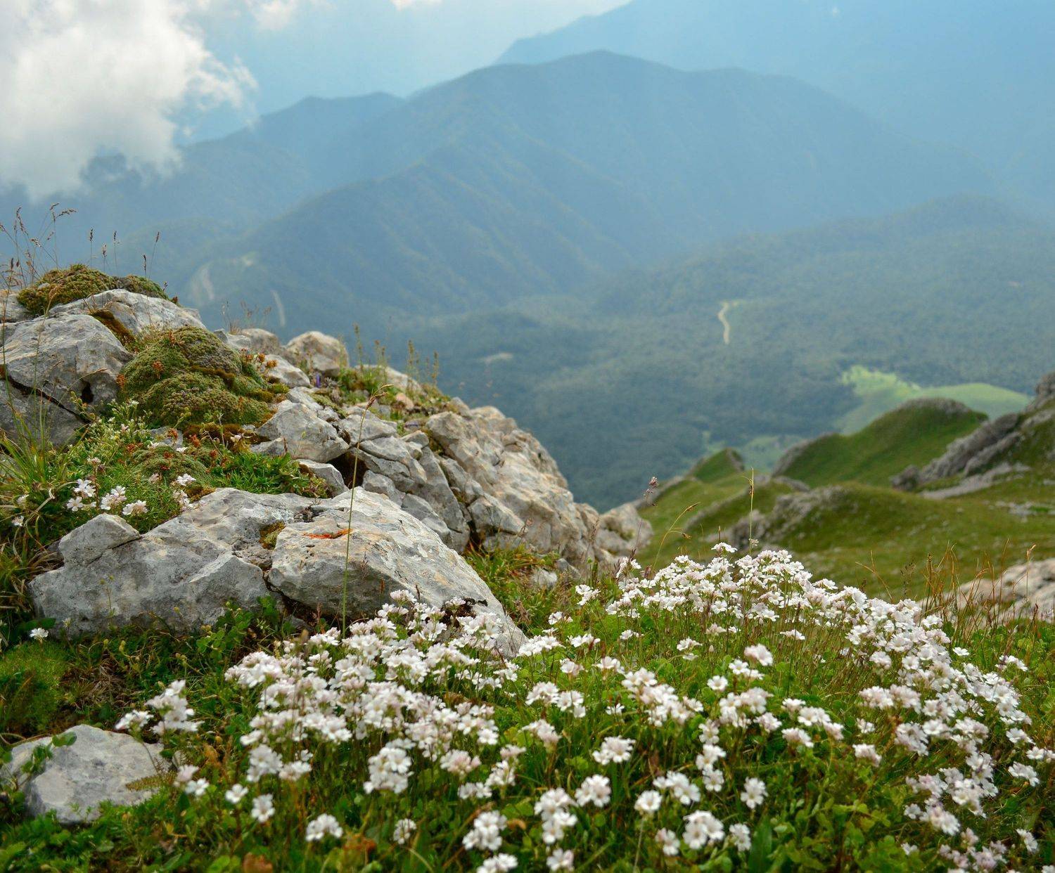 горы, весна, цветы, Елена Шевченко