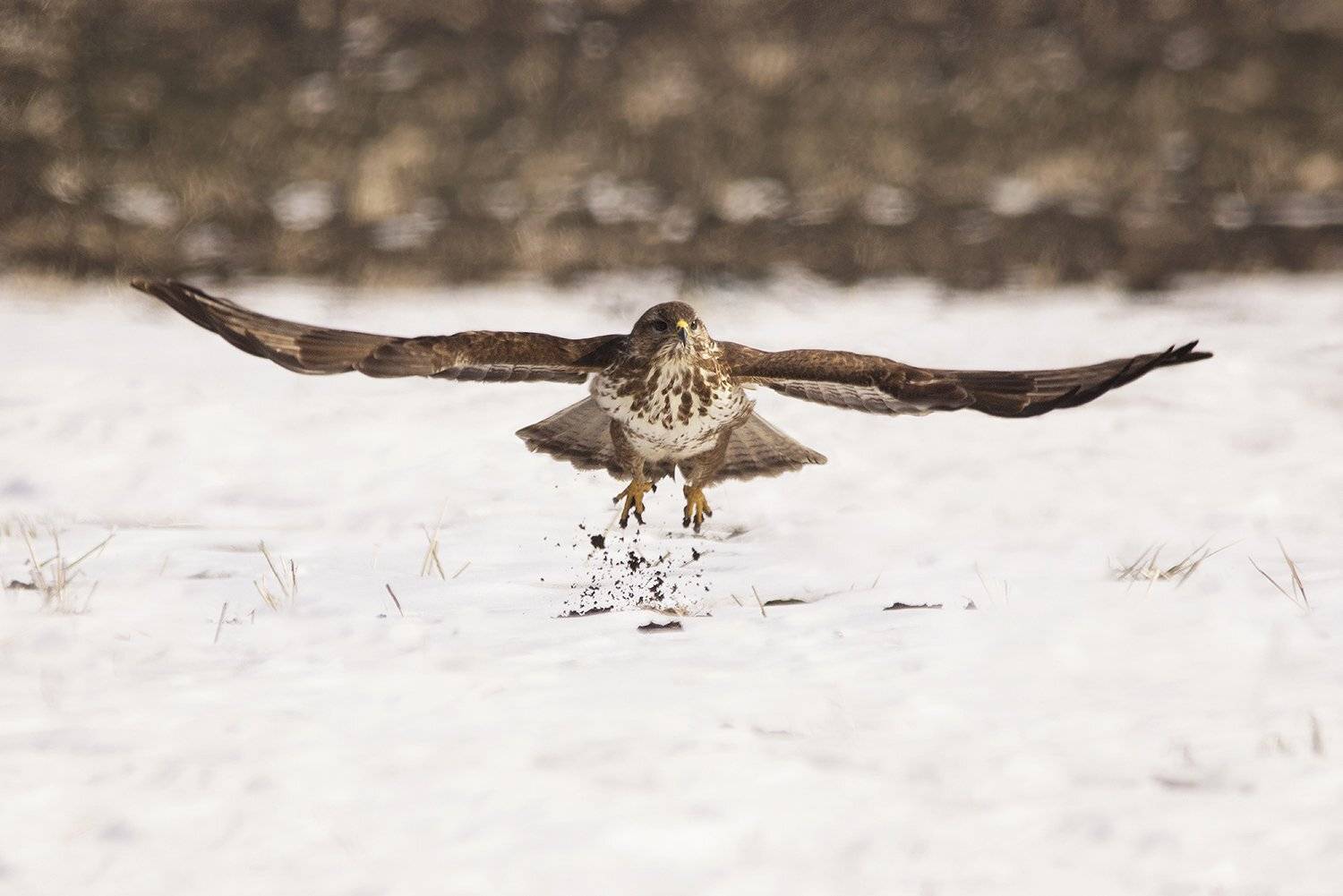 канюк, мишелов, Евгени Стефанов