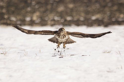 Вылет канюка