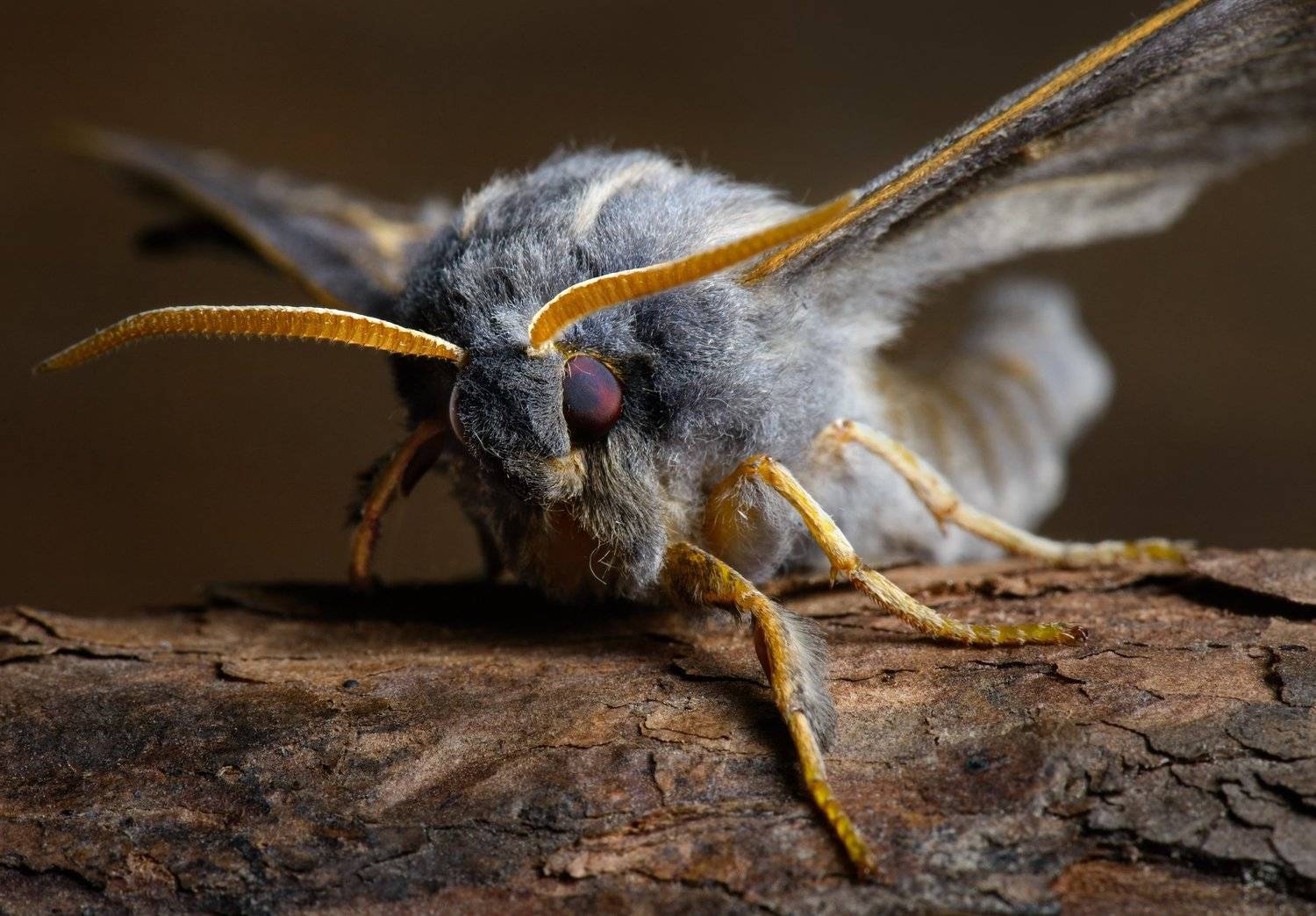 бабочка, бражник, байкал, Mashin Rostislav