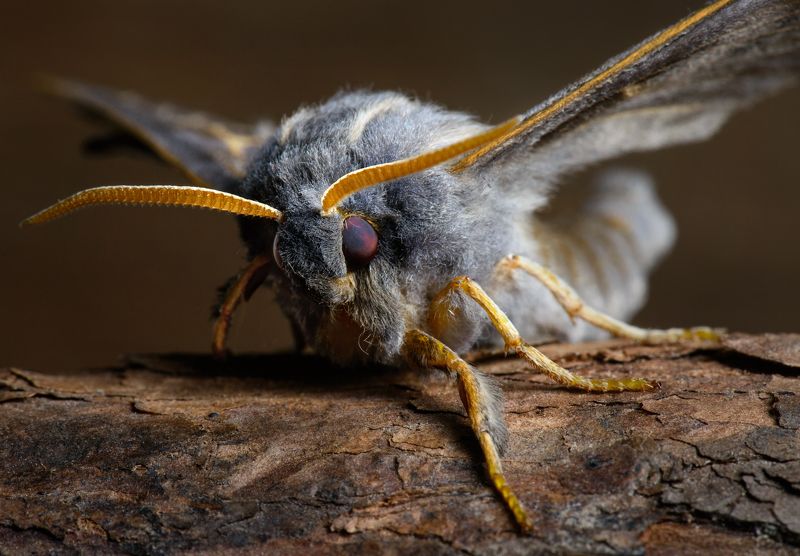 бабочка, бражник, байкал Забодаю! фото превью