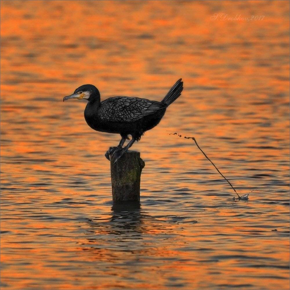 баклан, фауна, птицы, вода, Sergey Drobkov