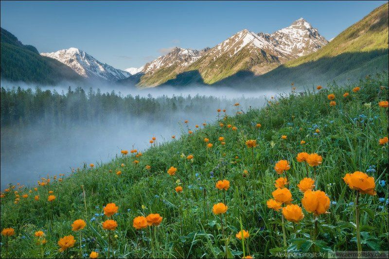 алтай, altai ~ Жарки ~ фото превью